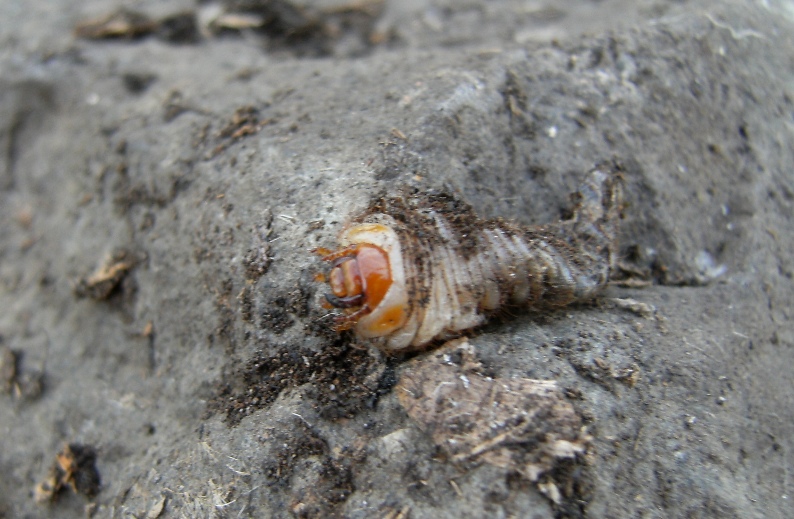 Larva cannibale